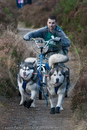 Class D2 - Racing Team competing in the Siberian Husky Club of GB Sled Dog Rally 2009, Glenmore Forest Park, Aviemore, Inverness-shire