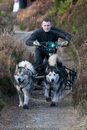 Class D2 - Racing Team competing in the Siberian Husky Club of GB Sled Dog Rally 2009, Glenmore Forest Park, Aviemore, Inverness-shire