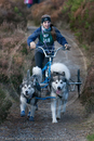 Class D2 - Racing Team competing in the Siberian Husky Club of GB Sled Dog Rally 2009, Glenmore Forest Park, Aviemore, Inverness-shire