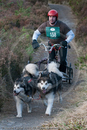Class D2 - Racing Team competing in the Siberian Husky Club of GB Sled Dog Rally 2009, Glenmore Forest Park, Aviemore, Inverness-shire