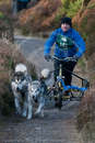 Class D2 - Racing Team competing in the Siberian Husky Club of GB Sled Dog Rally 2009, Glenmore Forest Park, Aviemore, Inverness-shire