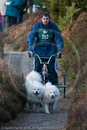Class D2 - Racing Team competing in the Siberian Husky Club of GB Sled Dog Rally 2009, Glenmore Forest Park, Aviemore, Inverness-shire