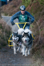 Class D2 - Racing Team competing in the Siberian Husky Club of GB Sled Dog Rally 2009, Glenmore Forest Park, Aviemore, Inverness-shire