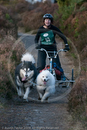 Class D2 - Racing Team competing in the Siberian Husky Club of GB Sled Dog Rally 2009, Glenmore Forest Park, Aviemore, Inverness-shire