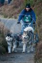 Class D2 - Racing Team competing in the Siberian Husky Club of GB Sled Dog Rally 2009, Glenmore Forest Park, Aviemore, Inverness-shire