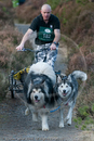 Class D2 - Racing Team competing in the Siberian Husky Club of GB Sled Dog Rally 2009, Glenmore Forest Park, Aviemore, Inverness-shire