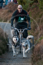Class D2 - Racing Team competing in the Siberian Husky Club of GB Sled Dog Rally 2009, Glenmore Forest Park, Aviemore, Inverness-shire