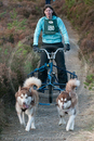 Class D2 - Racing Team competing in the Siberian Husky Club of GB Sled Dog Rally 2009, Glenmore Forest Park, Aviemore, Inverness-shire