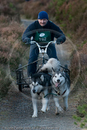 Class D2 - Racing Team competing in the Siberian Husky Club of GB Sled Dog Rally 2009, Glenmore Forest Park, Aviemore, Inverness-shire