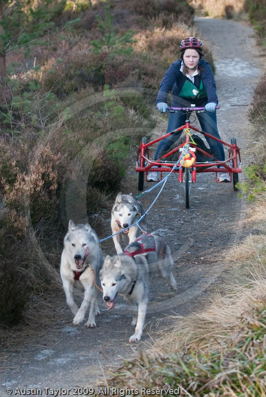 Class E - Racing Team competing in the Siberian Husky Club of GB Sled Dog Rally 2009, Glenmore Forest Park, Aviemore, Inverness-shire