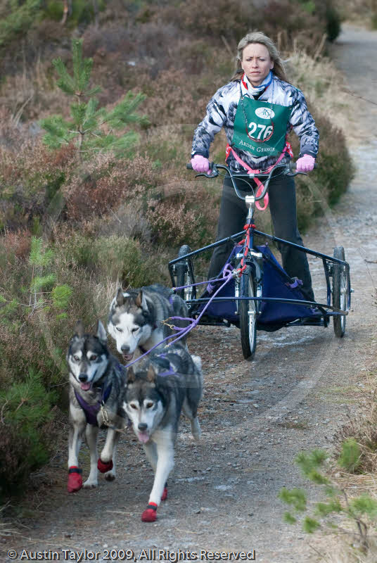 Class E - Racing Team competing in the Siberian Husky Club of GB Sled Dog Rally 2009, Glenmore Forest Park, Aviemore, Inverness-shire