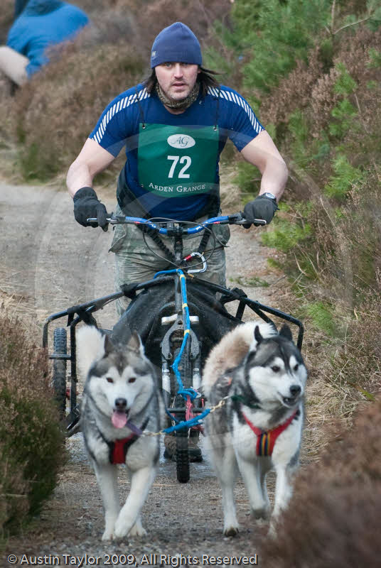 Class E - Racing Team competing in the Siberian Husky Club of GB Sled Dog Rally 2009, Glenmore Forest Park, Aviemore, Inverness-shire