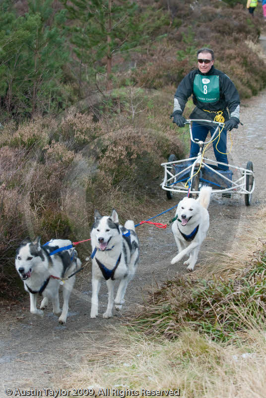 Class E - Racing Team competing in the Siberian Husky Club of GB Sled Dog Rally 2009, Glenmore Forest Park, Aviemore, Inverness-shire