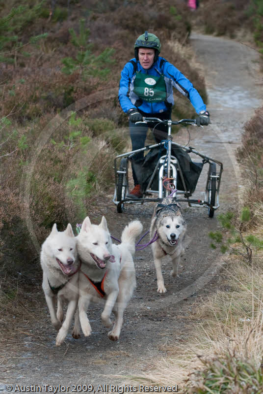 Class E - Racing Team competing in the Siberian Husky Club of GB Sled Dog Rally 2009, Glenmore Forest Park, Aviemore, Inverness-shire