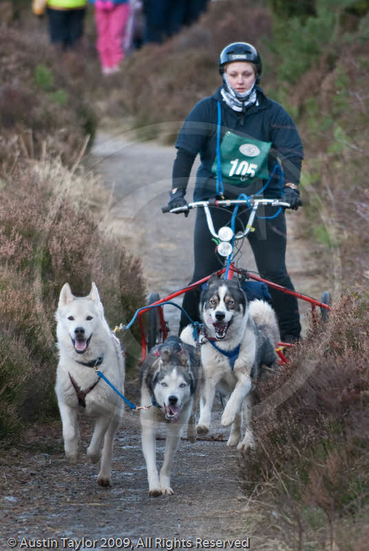 Class E - Racing Team competing in the Siberian Husky Club of GB Sled Dog Rally 2009, Glenmore Forest Park, Aviemore, Inverness-shire