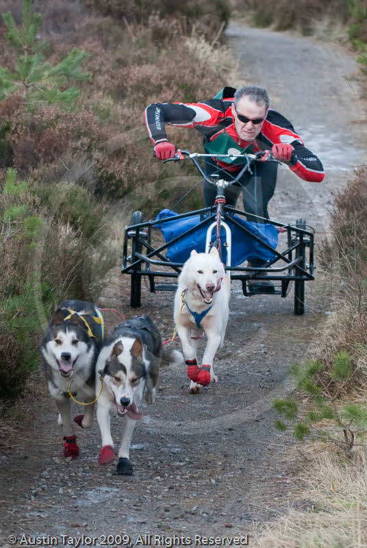 Class E - Racing Team competing in the Siberian Husky Club of GB Sled Dog Rally 2009, Glenmore Forest Park, Aviemore, Inverness-shire