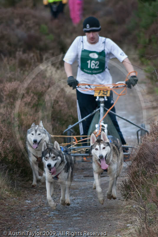 Class E - Racing Team competing in the Siberian Husky Club of GB Sled Dog Rally 2009, Glenmore Forest Park, Aviemore, Inverness-shire