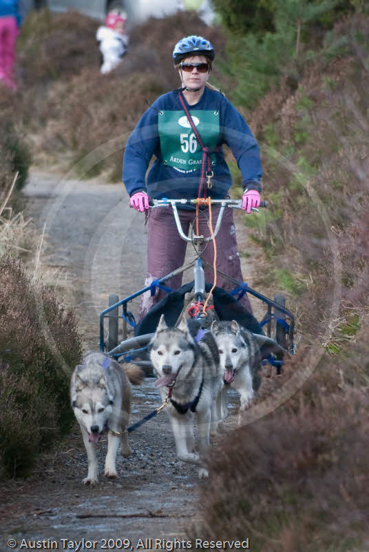 Class E - Racing Team competing in the Siberian Husky Club of GB Sled Dog Rally 2009, Glenmore Forest Park, Aviemore, Inverness-shire