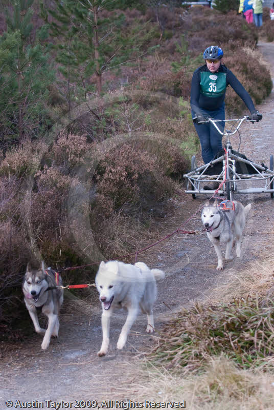 Class E - Racing Team competing in the Siberian Husky Club of GB Sled Dog Rally 2009, Glenmore Forest Park, Aviemore, Inverness-shire