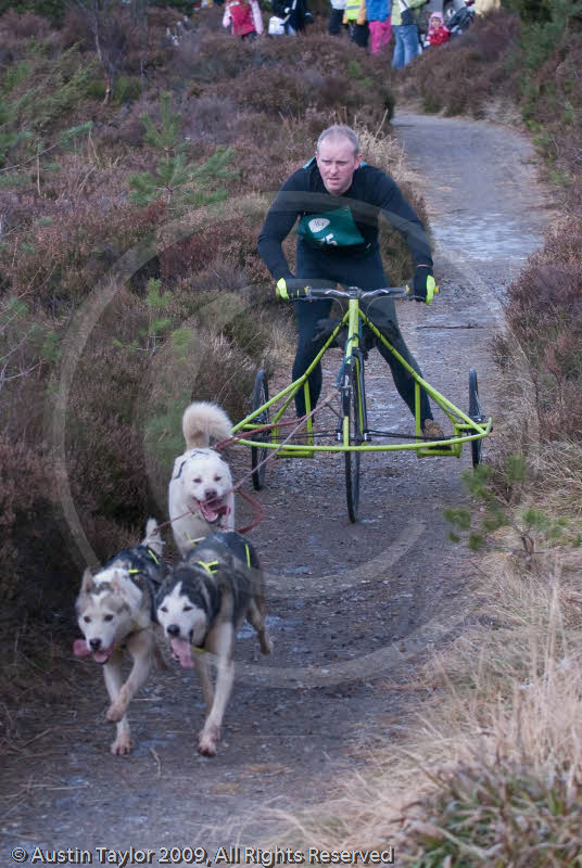 Class E - Racing Team competing in the Siberian Husky Club of GB Sled Dog Rally 2009, Glenmore Forest Park, Aviemore, Inverness-shire