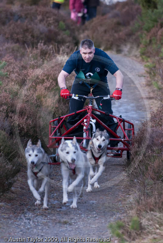 Class E - Racing Team competing in the Siberian Husky Club of GB Sled Dog Rally 2009, Glenmore Forest Park, Aviemore, Inverness-shire