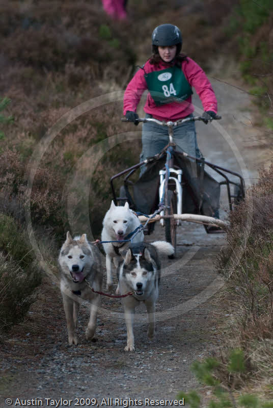 Class E - Racing Team competing in the Siberian Husky Club of GB Sled Dog Rally 2009, Glenmore Forest Park, Aviemore, Inverness-shire