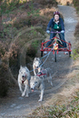 Class E - Racing Team competing in the Siberian Husky Club of GB Sled Dog Rally 2009, Glenmore Forest Park, Aviemore, Inverness-shire