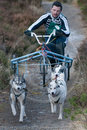 Class E - Racing Team competing in the Siberian Husky Club of GB Sled Dog Rally 2009, Glenmore Forest Park, Aviemore, Inverness-shire