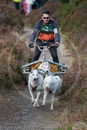 Class E - Racing Team competing in the Siberian Husky Club of GB Sled Dog Rally 2009, Glenmore Forest Park, Aviemore, Inverness-shire