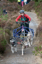 Class E - Racing Team competing in the Siberian Husky Club of GB Sled Dog Rally 2009, Glenmore Forest Park, Aviemore, Inverness-shire
