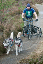 Class E - Racing Team competing in the Siberian Husky Club of GB Sled Dog Rally 2009, Glenmore Forest Park, Aviemore, Inverness-shire