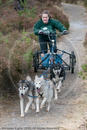 Class E - Racing Team competing in the Siberian Husky Club of GB Sled Dog Rally 2009, Glenmore Forest Park, Aviemore, Inverness-shire