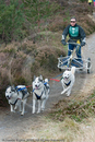 Class E - Racing Team competing in the Siberian Husky Club of GB Sled Dog Rally 2009, Glenmore Forest Park, Aviemore, Inverness-shire