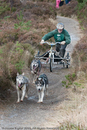 Class E - Racing Team competing in the Siberian Husky Club of GB Sled Dog Rally 2009, Glenmore Forest Park, Aviemore, Inverness-shire