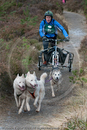 Class E - Racing Team competing in the Siberian Husky Club of GB Sled Dog Rally 2009, Glenmore Forest Park, Aviemore, Inverness-shire