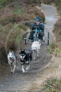 Class E - Racing Team competing in the Siberian Husky Club of GB Sled Dog Rally 2009, Glenmore Forest Park, Aviemore, Inverness-shire