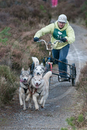 Class E - Racing Team competing in the Siberian Husky Club of GB Sled Dog Rally 2009, Glenmore Forest Park, Aviemore, Inverness-shire