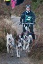 Class E - Racing Team competing in the Siberian Husky Club of GB Sled Dog Rally 2009, Glenmore Forest Park, Aviemore, Inverness-shire