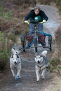 Class E - Racing Team competing in the Siberian Husky Club of GB Sled Dog Rally 2009, Glenmore Forest Park, Aviemore, Inverness-shire