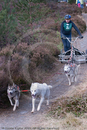 Class E - Racing Team competing in the Siberian Husky Club of GB Sled Dog Rally 2009, Glenmore Forest Park, Aviemore, Inverness-shire