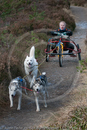 Class E - Racing Team competing in the Siberian Husky Club of GB Sled Dog Rally 2009, Glenmore Forest Park, Aviemore, Inverness-shire
