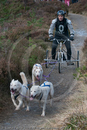 Class E - Racing Team competing in the Siberian Husky Club of GB Sled Dog Rally 2009, Glenmore Forest Park, Aviemore, Inverness-shire