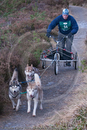 Class E - Racing Team competing in the Siberian Husky Club of GB Sled Dog Rally 2009, Glenmore Forest Park, Aviemore, Inverness-shire