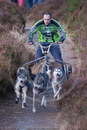 Class E - Racing Team competing in the Siberian Husky Club of GB Sled Dog Rally 2009, Glenmore Forest Park, Aviemore, Inverness-shire