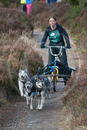 Class E - Racing Team competing in the Siberian Husky Club of GB Sled Dog Rally 2009, Glenmore Forest Park, Aviemore, Inverness-shire