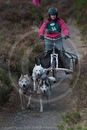 Class E - Racing Team competing in the Siberian Husky Club of GB Sled Dog Rally 2009, Glenmore Forest Park, Aviemore, Inverness-shire