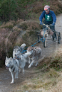Class E - Racing Team competing in the Siberian Husky Club of GB Sled Dog Rally 2009, Glenmore Forest Park, Aviemore, Inverness-shire