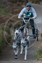 Class E - Racing Team competing in the Siberian Husky Club of GB Sled Dog Rally 2009, Glenmore Forest Park, Aviemore, Inverness-shire