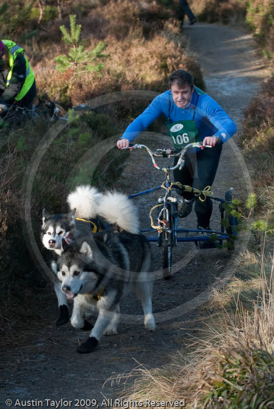 Class E2 - Racing Team competing in the Siberian Husky Club of GB Sled Dog Rally 2009, Glenmore Forest Park, Aviemore, Inverness-shire