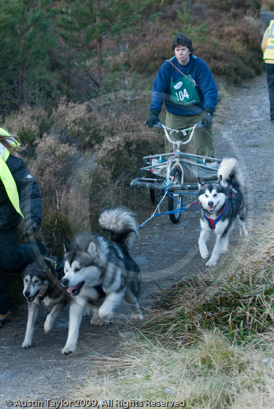 Class E2 - Racing Team competing in the Siberian Husky Club of GB Sled Dog Rally 2009, Glenmore Forest Park, Aviemore, Inverness-shire